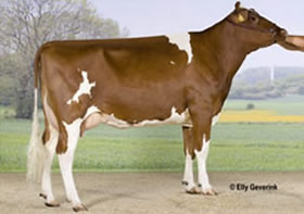 Excellence Bacculum Bayana EX90 (1. Lact)