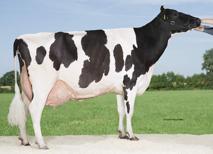 Stortoft Holstein Stormatic Maja EX95
