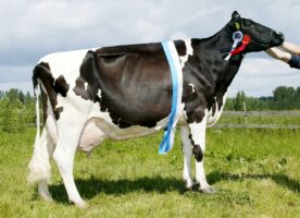 2008 Finland Holstein Champion Gårdsby Lee Kerstin