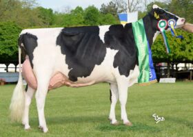 GYÖNGYÖS Hungarian National Grand Champion Cow Of 2023