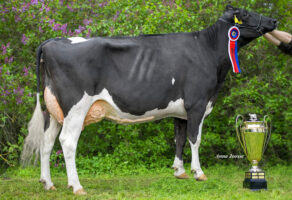Czech 2023 Holstein Champion