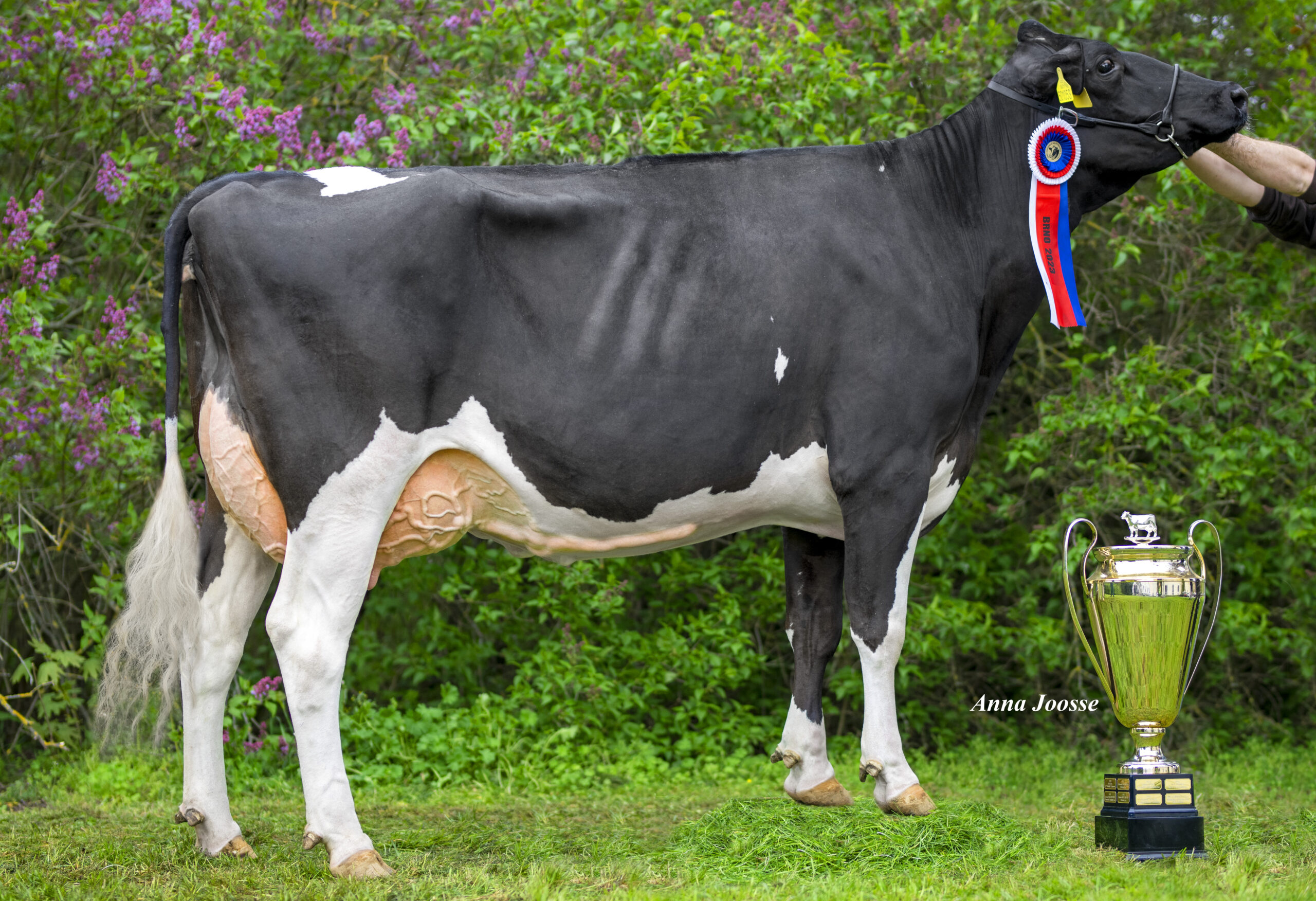 Czech 2023 Holstein Champion